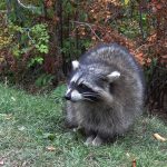 Дорожный конус помог спасти тонущего енота