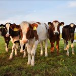 Житель Магнитогорска нашёл в говядине микрочип