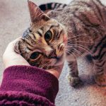 Вы понимаете кошачий язык? Пройдите этот тест, чтобы узнать