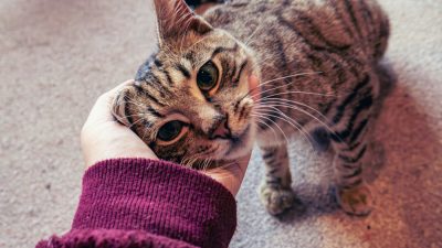 Вы понимаете кошачий язык? Пройдите этот тест, чтобы узнать