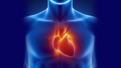 Сердце — главный орган, управляющий радостью