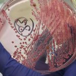 Китайского исследователя обвинили в контрабанде кишечной палочки в США