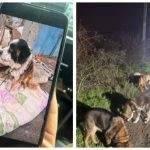 Кошмар в приюте Батайска: более 200 мёртвых животных и запасы корма рядом