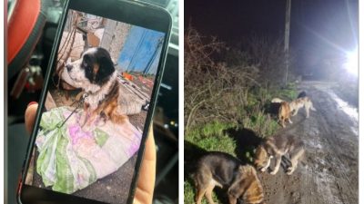 Кошмар в приюте Батайска: более 200 мёртвых животных и запасы корма рядом