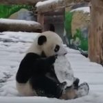 Панды Московского зоопарка Катюша и Диндин в восторге от снега (видео)