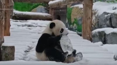 Панды Московского зоопарка Катюша и Диндин в восторге от снега (видео)
