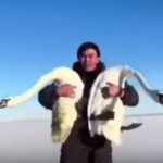 Самец не бросил самку: в Казахстане спасли влюблённых лебедей от гибели (видео)