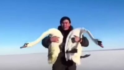 Самец не бросил самку: в Казахстане спасли влюблённых лебедей от гибели (видео)