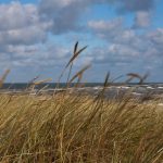 Пожилой британец выплюнул залетевший ему в рот лист и получил большой штраф