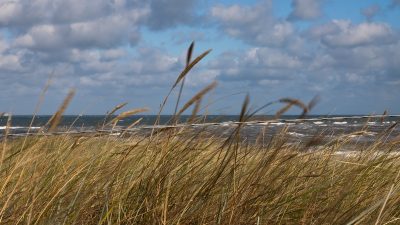 Пожилой британец выплюнул залетевший ему в рот лист и получил большой штраф