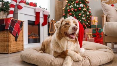 Позаботьтесь о безопасности вашего питомца в новогодние праздники