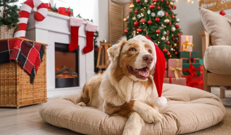 Праздники — это время радости. Однако важно помнить, что питомцы могут быть уязвимы для опасностей, связанных с праздничными мероприятиями. (Shutterstock) | Epoch Times Россия