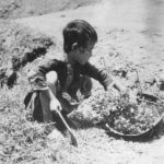 Реальные истории о Великом голоде в Китае с 1959 по 1961 год