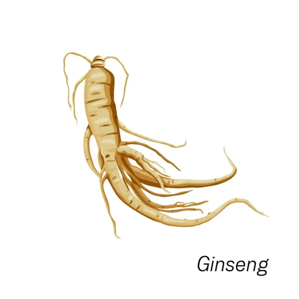 Сердце — главный орган, управляющий радостью