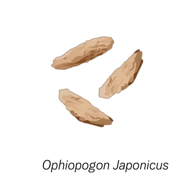 Сердце — главный орган, управляющий радостью