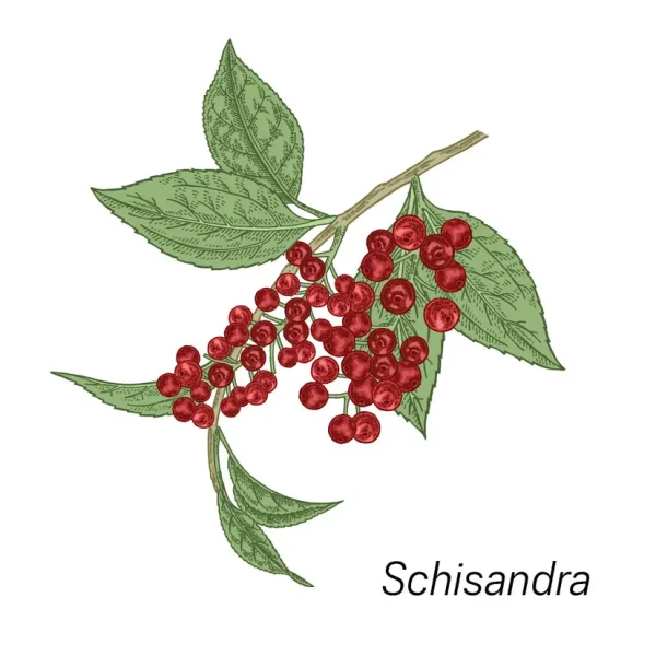 Сердце — главный орган, управляющий радостью