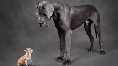 Маленькие собаки живут дольше крупных