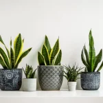 10 комнатных растений, повышающих качество вашей жизни