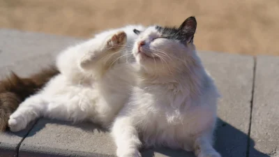 Не используйте для кошек средства от блох для собак