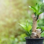 Чувствительность растений