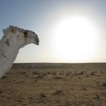 В пустынях Саудовской Аравии выпал снег (видео)