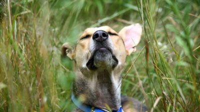 Пока мы любуемся ярким закатом и захватывающими видами, собаки прижимают носы к земле, считывая запахи, оставленные другими собаками и животными. (Brenda Timmermans via Pexels)