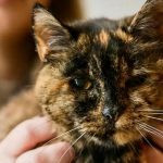 Самая старая кошка в мире отметила свой 30-летний юбилей (видео)