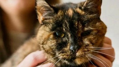 Самая старая кошка в мире отметила свой 30-летний юбилей (видео)