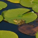 У любительницы сырых морепродуктов и лягушек нашли червей в лёгких