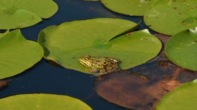 У любительницы сырых морепродуктов и лягушек нашли червей в лёгких