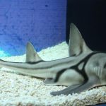 Дети среди жертв: атаки редких акул потрясли побережье Сиднея