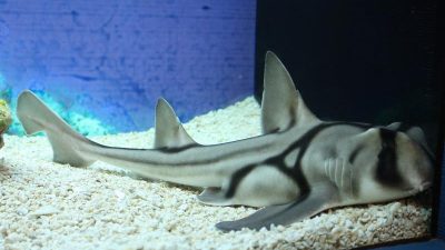 Дети среди жертв: атаки редких акул потрясли побережье Сиднея