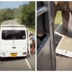 Угощение не понравилось: слон разнёс машину россиян в нацпарке Шри-Ланки (видео)