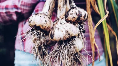 Чеснок: древнее средство, пережившее все тренды в сфере оздоровления