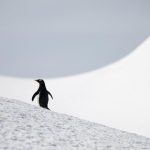 Пингвин, который заставил поколение Z задуматься о смысле жизни