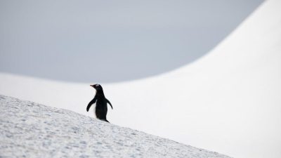 Пингвин, который заставил поколение Z задуматься о смысле жизни
