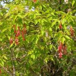 Деревья вне закона: в России начинается массовая ликвидация американского клёна