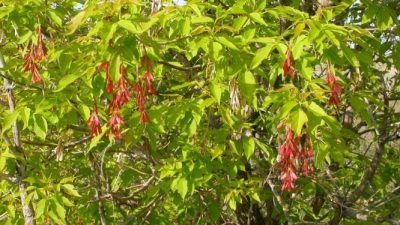 Деревья вне закона: в России начинается массовая ликвидация американского клёна