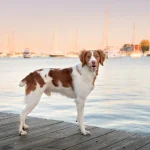 Купирование хвоста вызывает проблемы в общении и боль