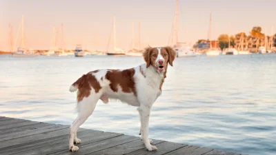 косметическое купирование или ампутация хвоста, поскольку риск долгосрочных проблем превышает любую предполагаемую косметическую пользу.