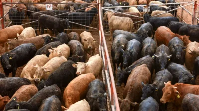 В Техасе объявлен режим чрезвычайной ситуации из-за нашествия мух