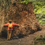Польза для здоровья от объятий с деревьями
