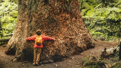 Обнимание деревьев