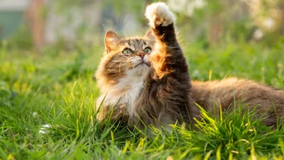 В редких случаях заражения кошки лечение будет включать антибиотики и противостолбнячный препарат. (fantom_rd/Shutterstock)