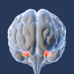 Почему мозг чрезмерно реагирует на страх и как это исправить