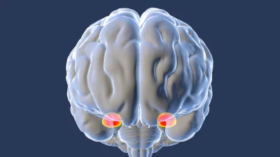 3D-визуализация головного мозга человека с выделенным красным цветом миндалевидным телом (амигдалой), отвечающим за эмоции и реакцию «бей или беги».