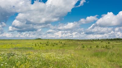 Россияне смогут купить заброшенные участки сельхозземель за 1 рубль