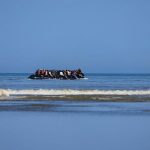 Хозяин не решился, а россиянин прыгнул: невероятное спасение пса у побережья Бали (видео)