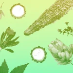 Почему нужно есть больше горькой пищи