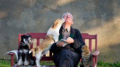 Пожилой мужчина на скамейке с собаками и кошкой